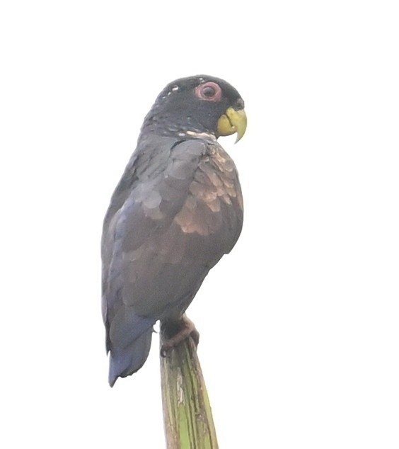 Bronze-winged Parrot - ML645239936