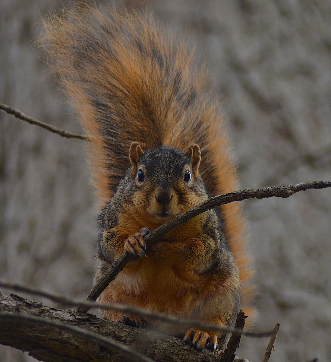 Mammals - ML645239938