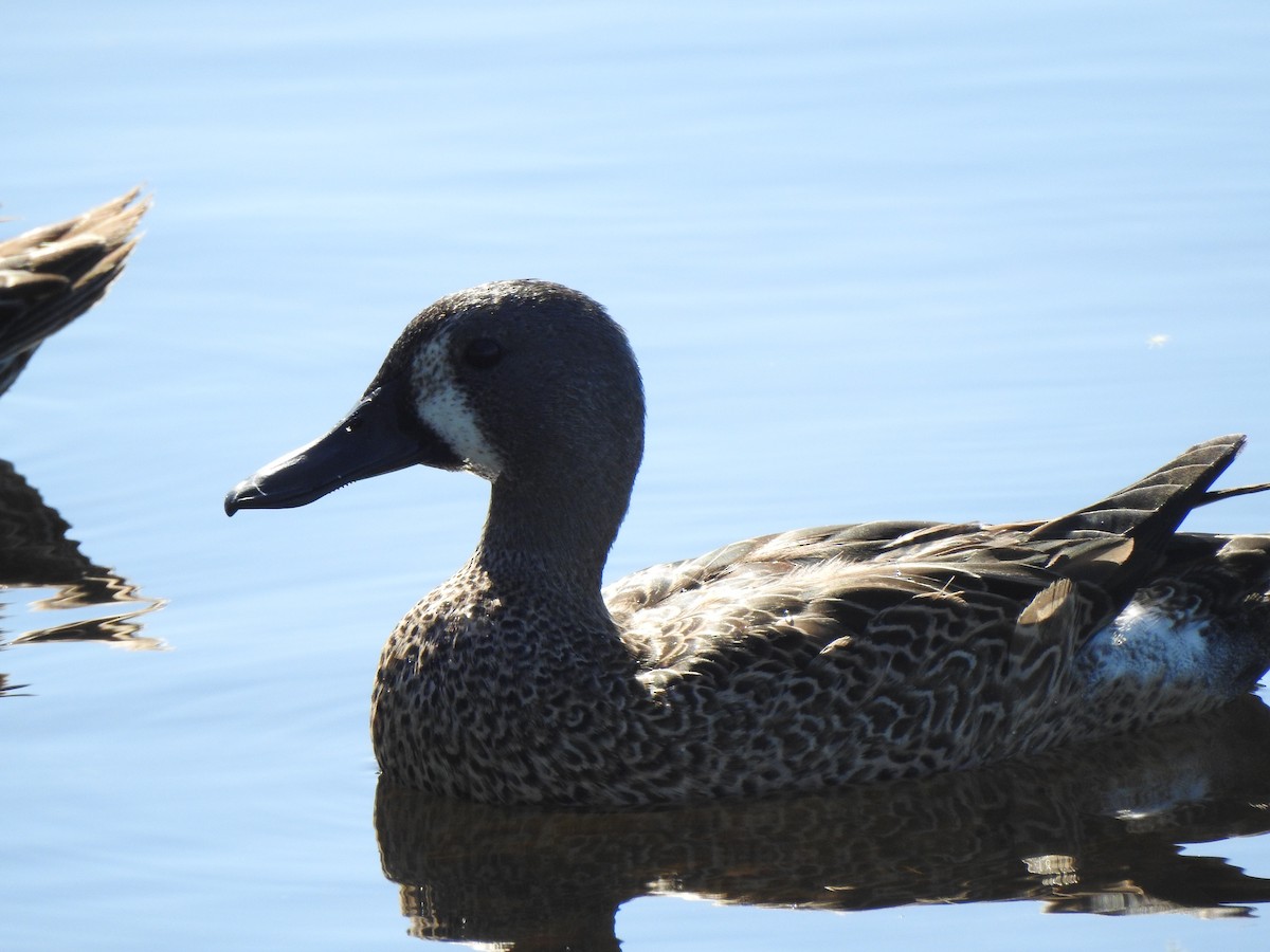 čírka modrokřídlá - ML645239940