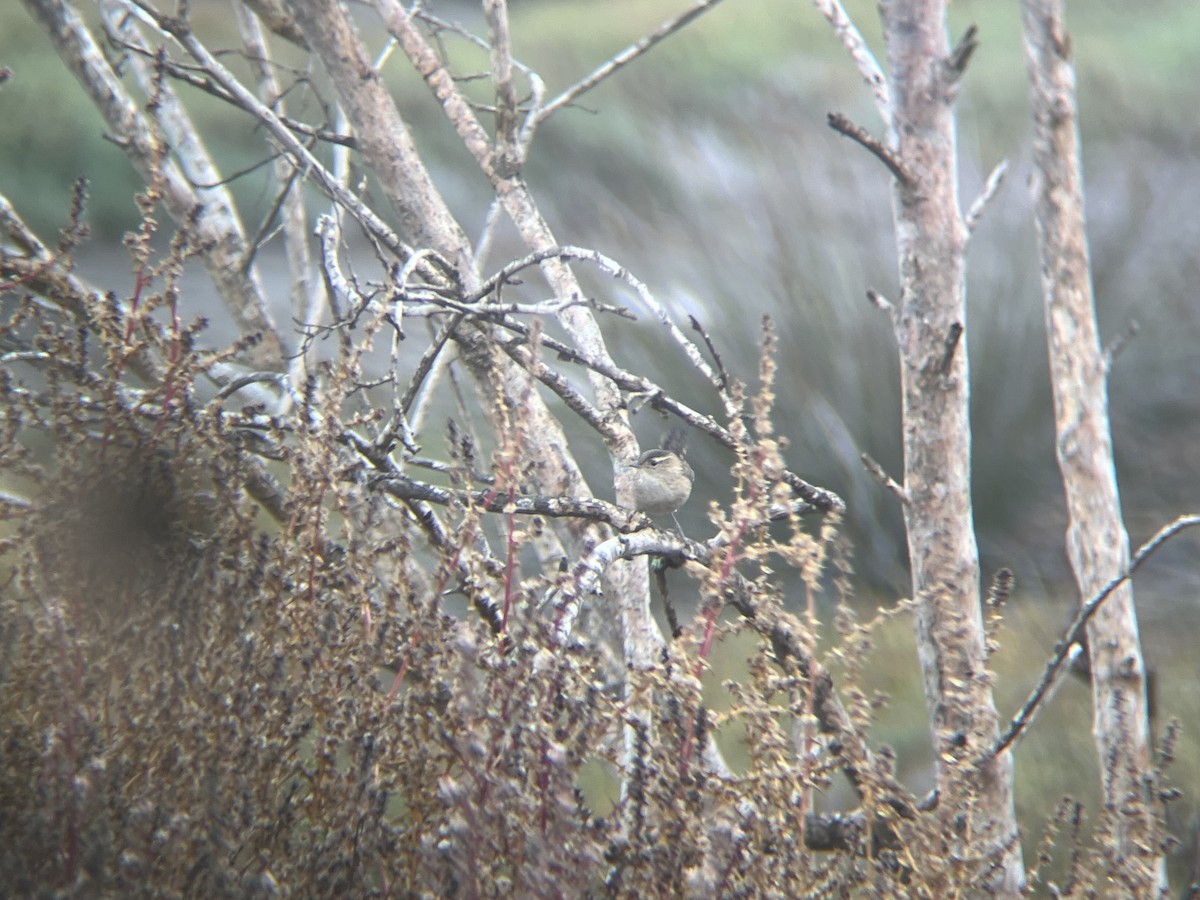 Marsh Wren - ML645239941
