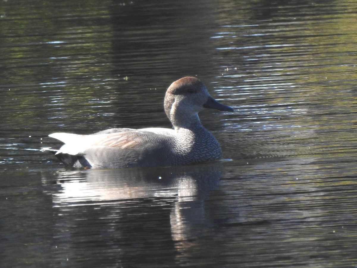 Нерозень - ML645239945