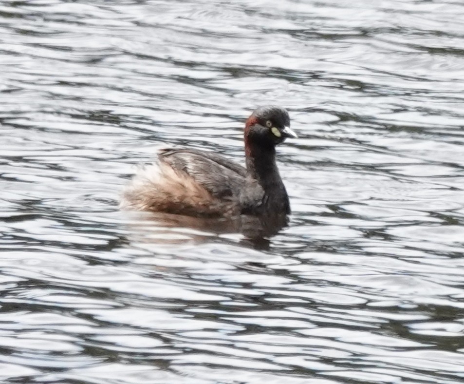Australasian Grebe - ML645239946