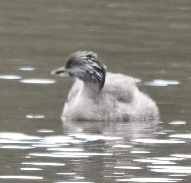 シラガカイツブリ - ML645239954