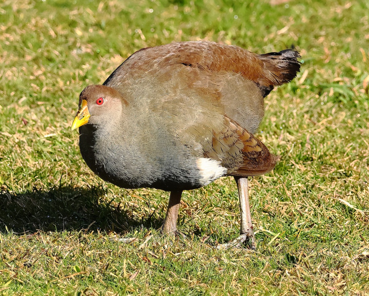 Tasmanian Nativehen - ML645239956