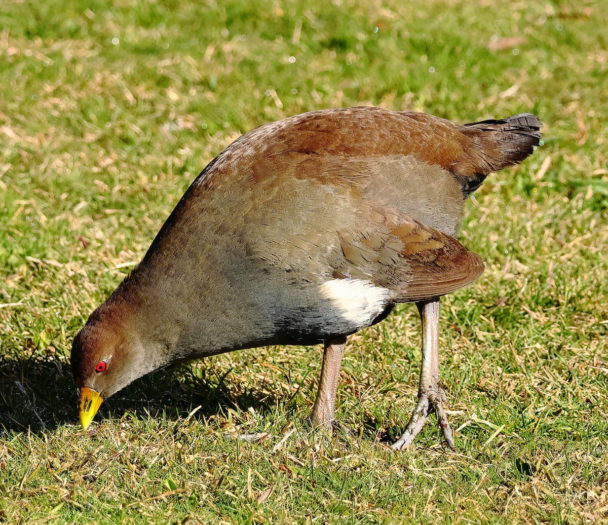 Tasmanian Nativehen - ML645239957