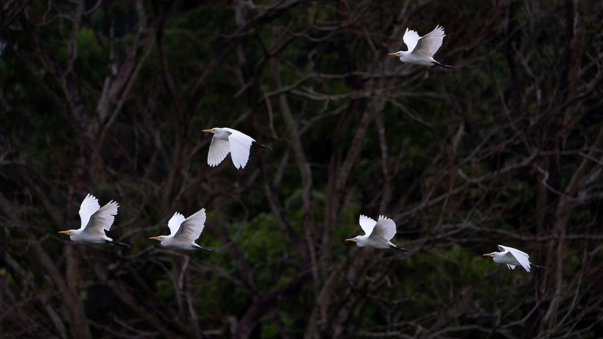 Eastern Cattle-Egret - ML645239958