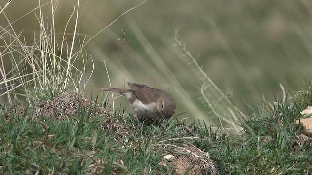 Buff-breasted Earthcreeper - ML645239961