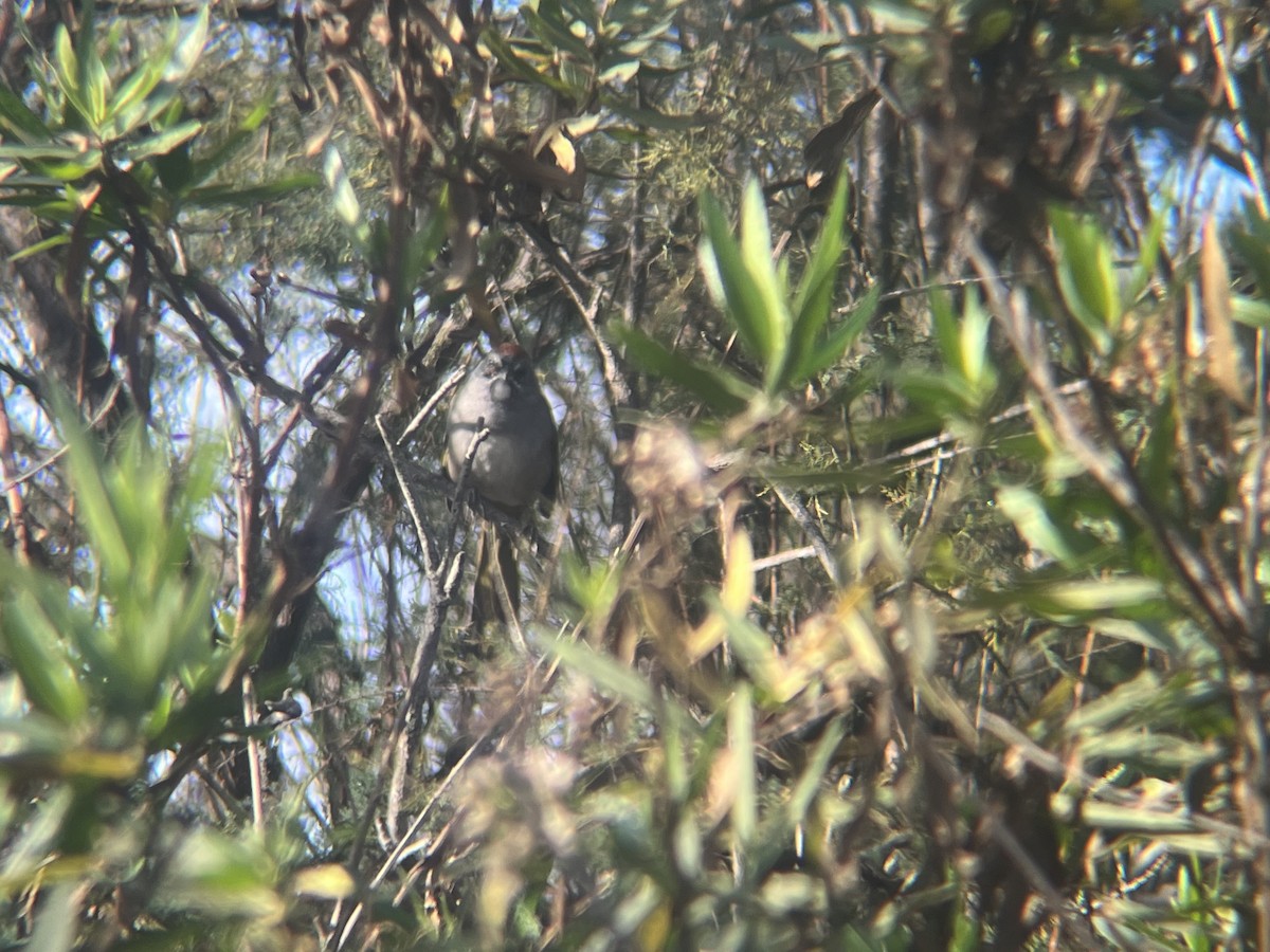Green-tailed Towhee - ML645239970