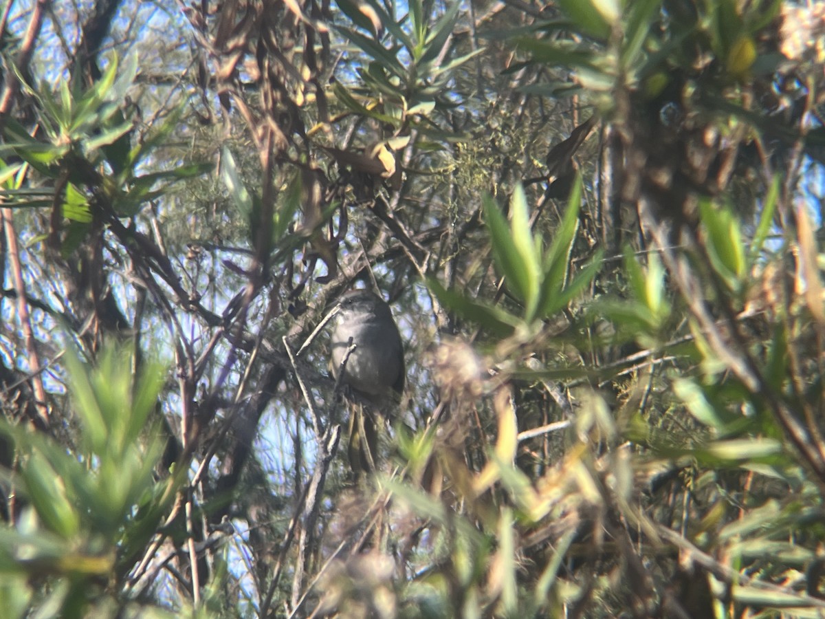Green-tailed Towhee - ML645239971