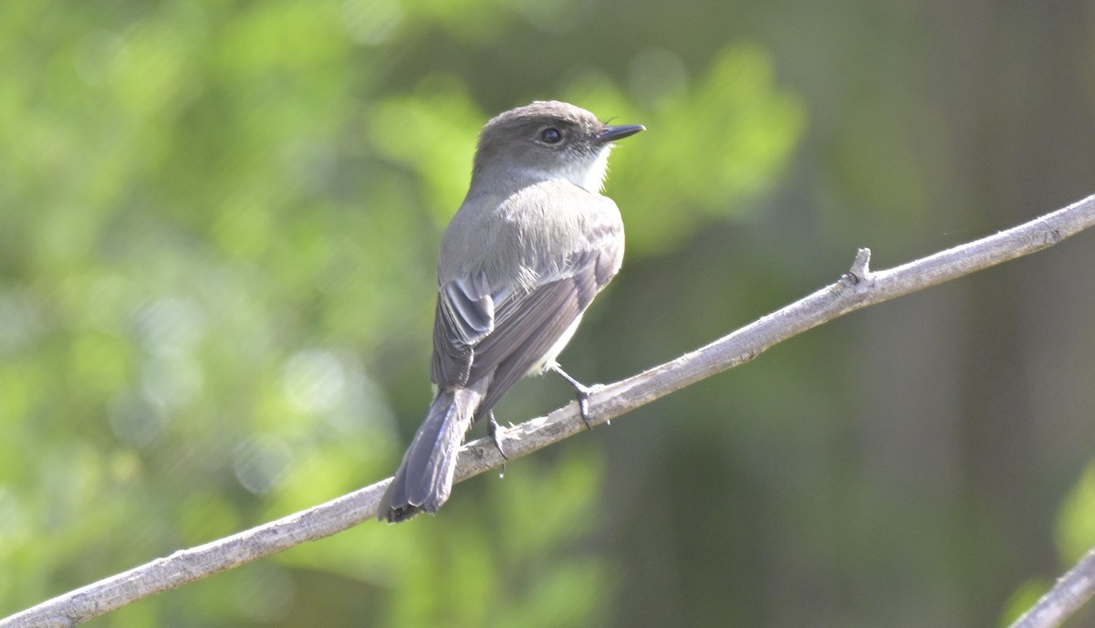 Weißbauch-Phoebetyrann - ML645239975