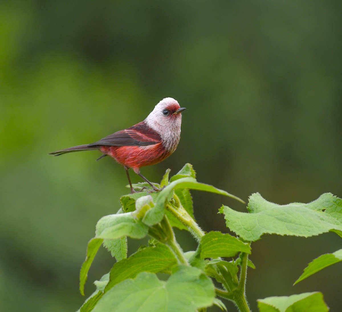 rosenparula - ML645239979