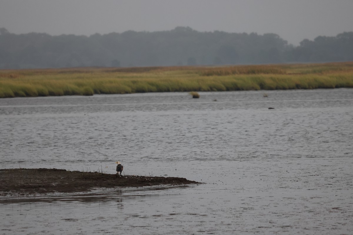 Bald Eagle - ML645239994