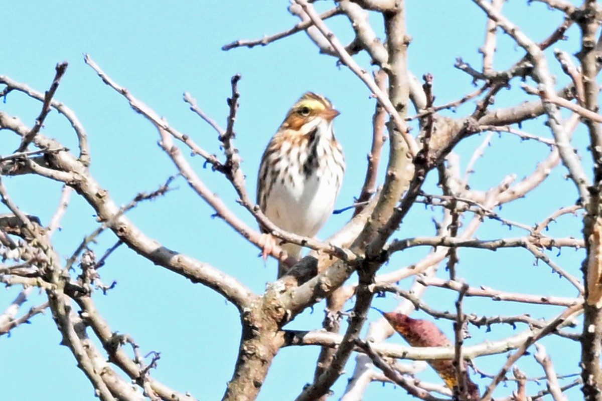 Пасовник савановий - ML645239997