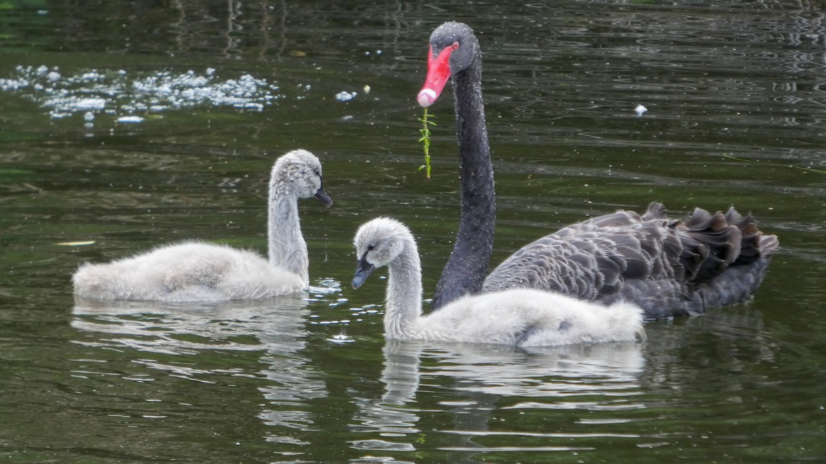 Black Swan - ML645239998