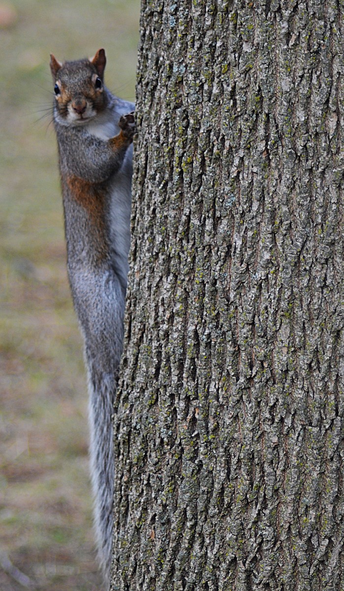 Eastern Gray Squirrel - ML645240009