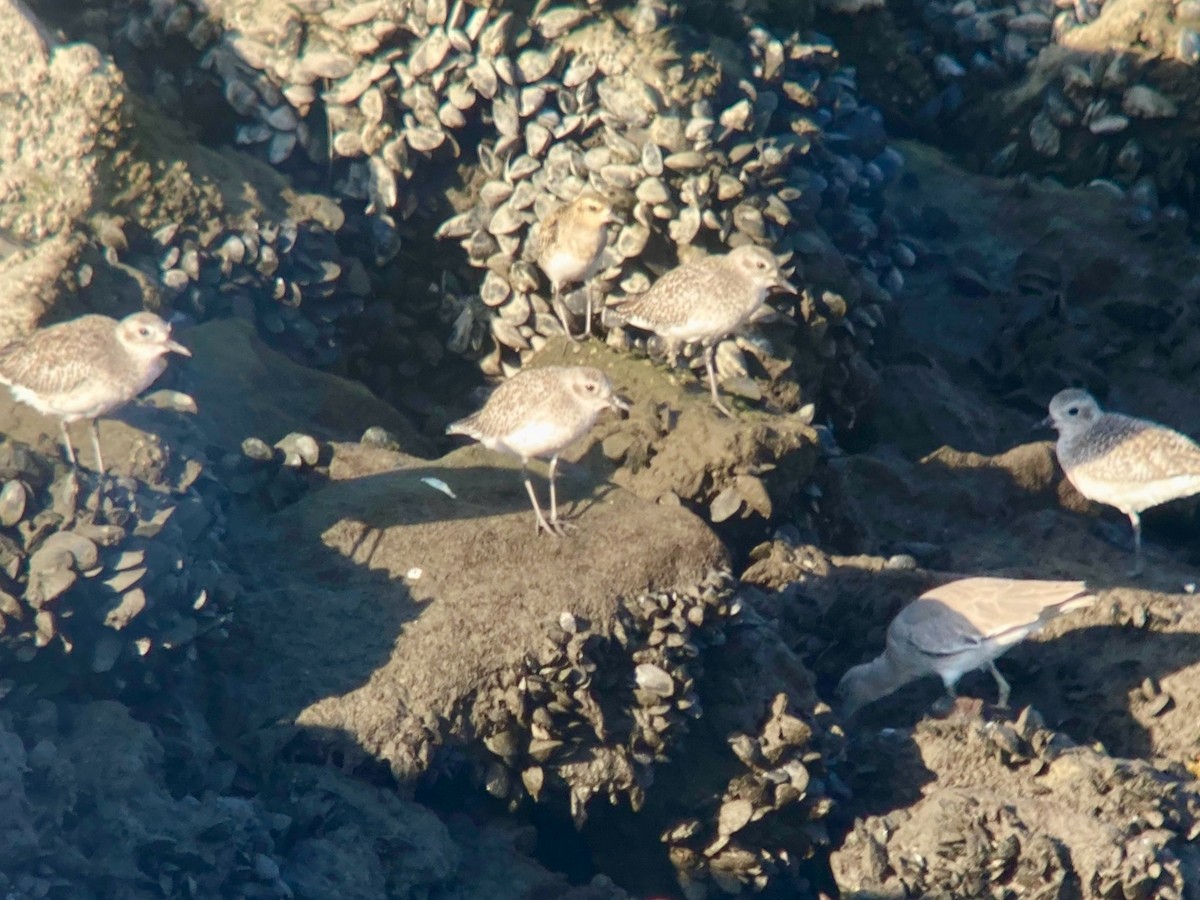 Pacific Golden-Plover - ML645240010