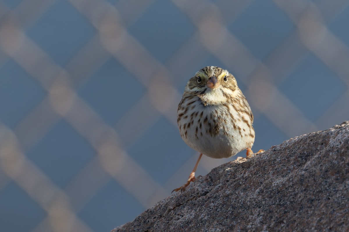 Пасовник савановий (підвид princeps) - ML645240014