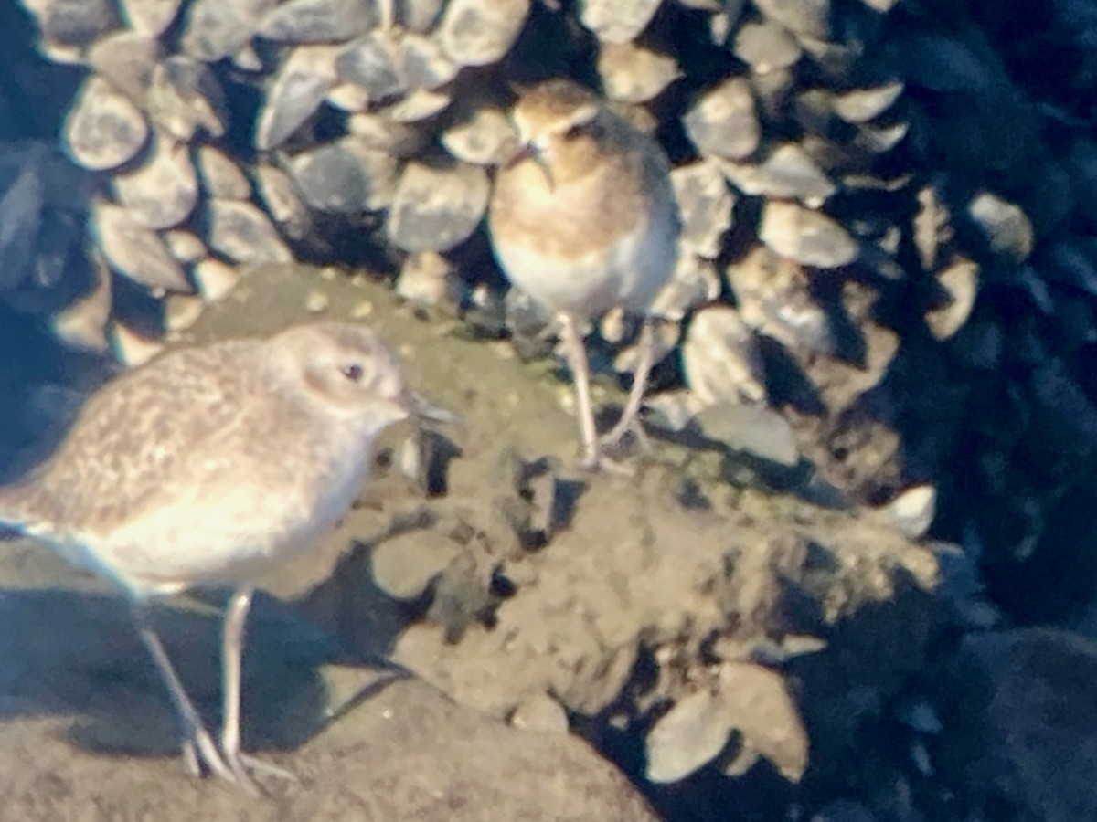 Pacific Golden-Plover - ML645240018