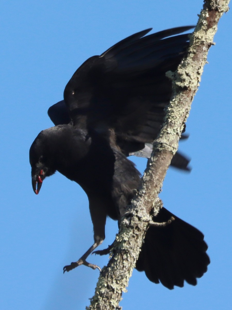 American Crow - ML645240021