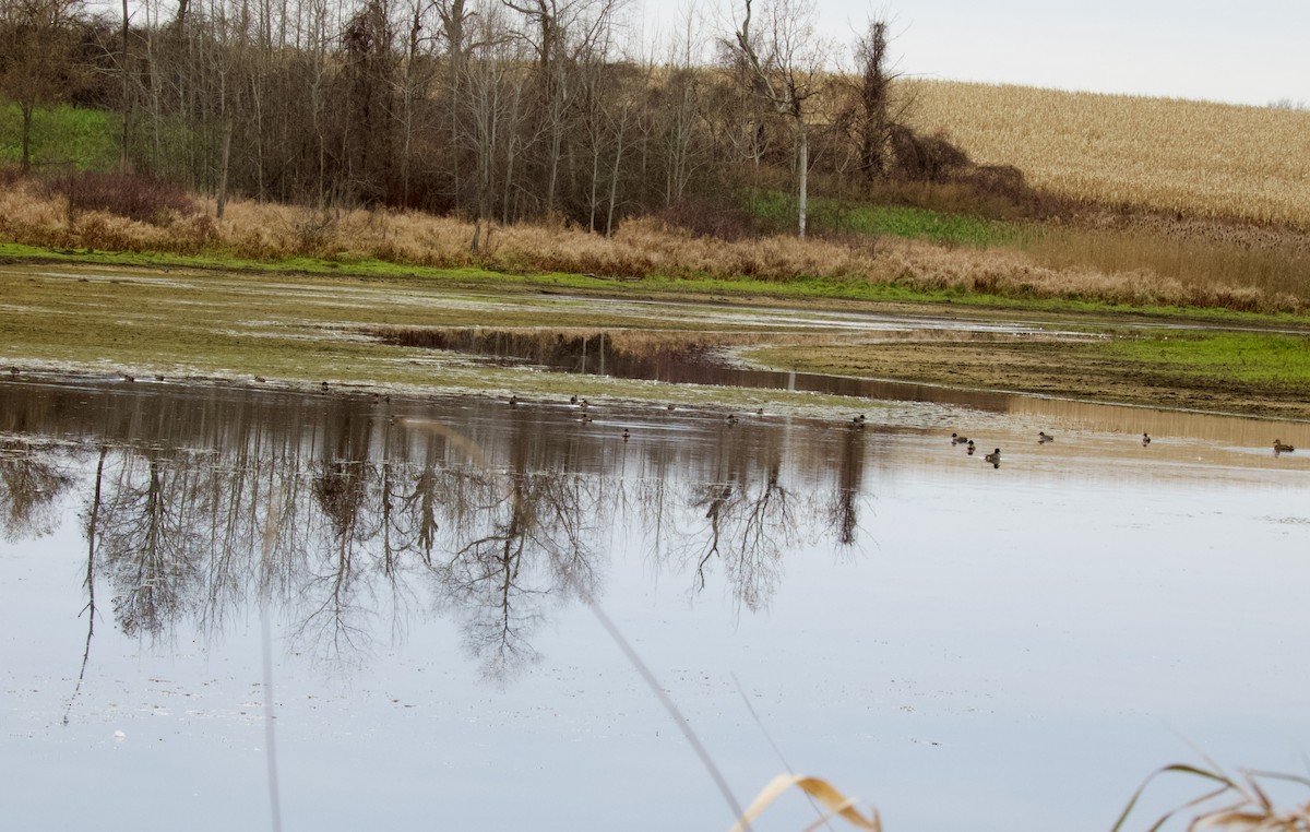 小水鴨 - ML645240025