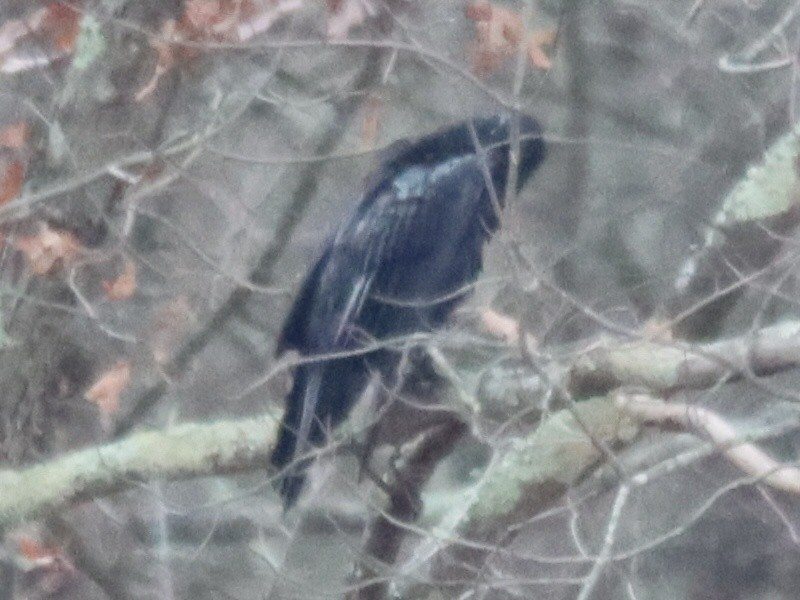 Common Raven - ML645240026