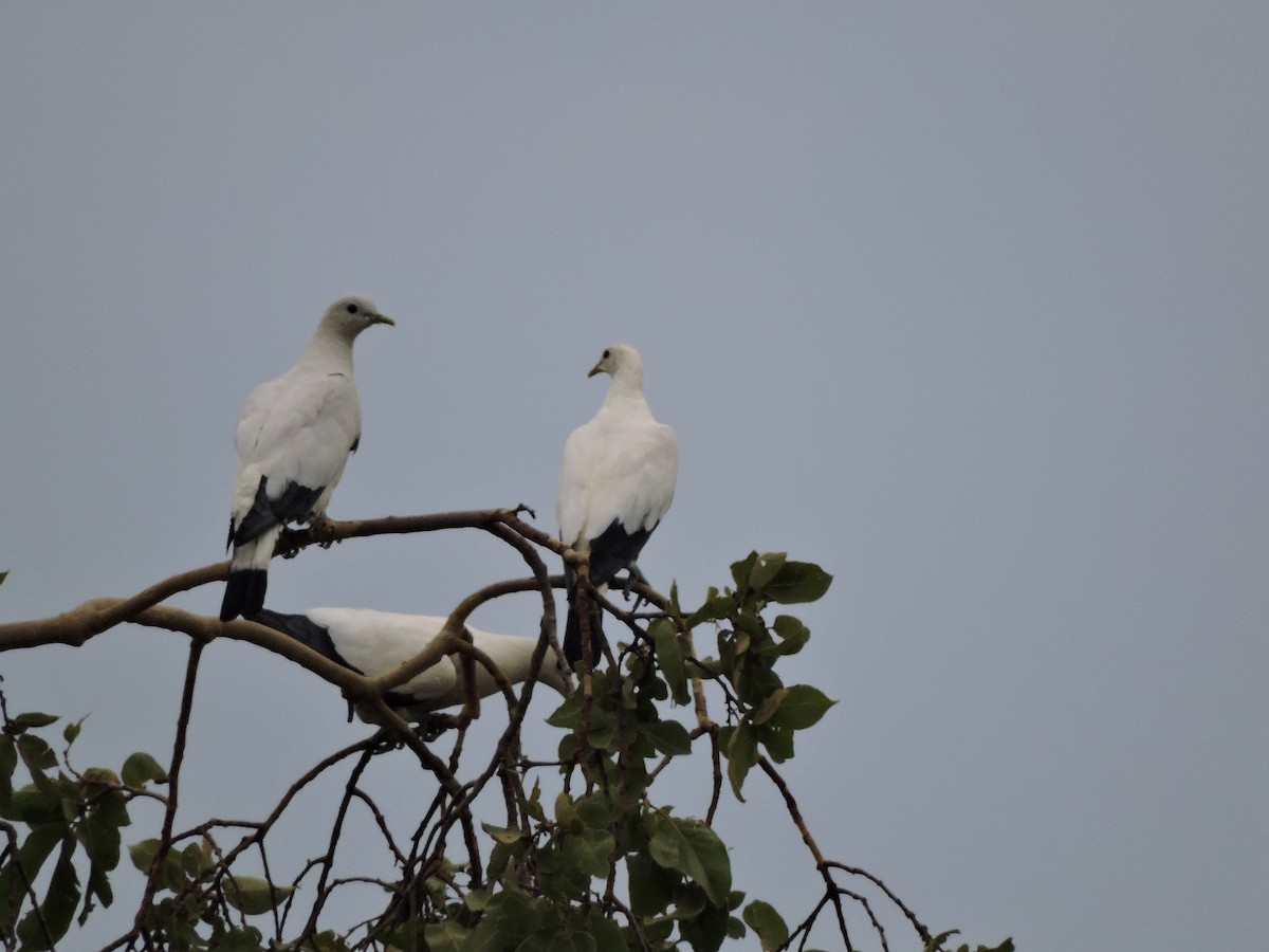 Carpophage argenté - ML645240027