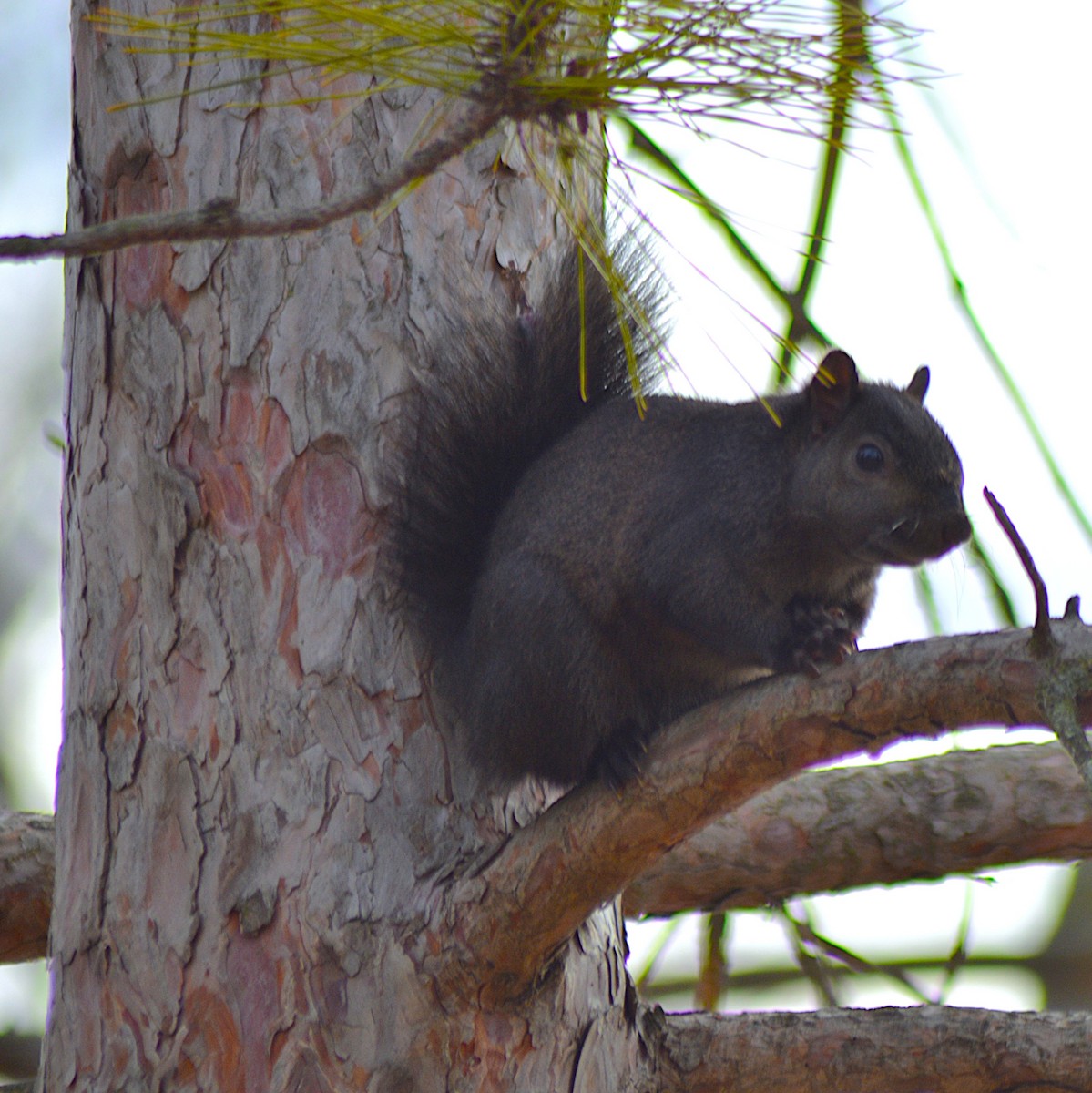 Squirrels - ML645240045