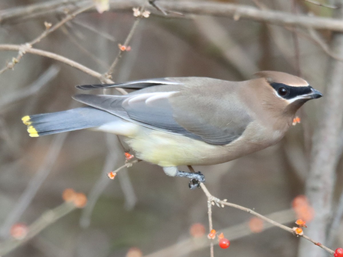 Cedar Waxwing - ML645240050