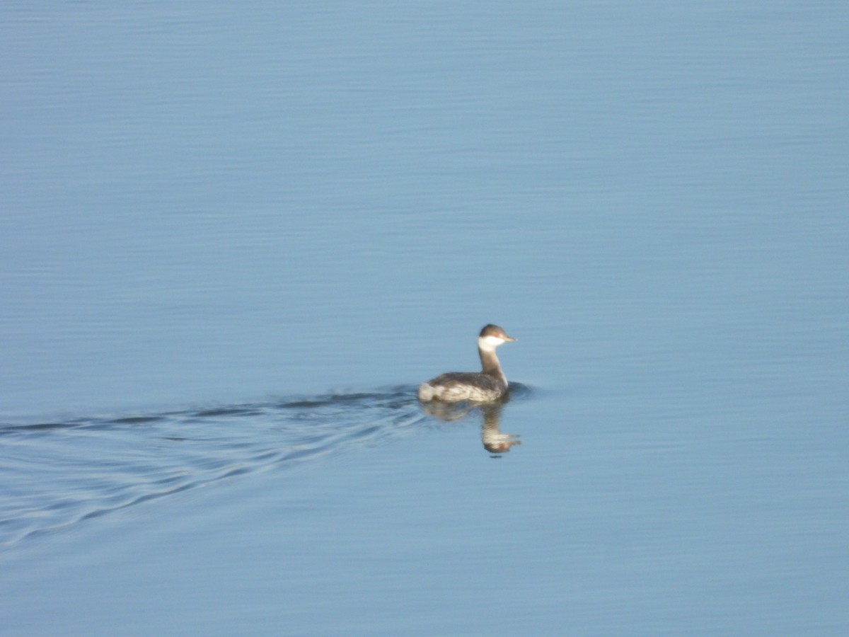 Txilinporta urrebelarria - ML645240055