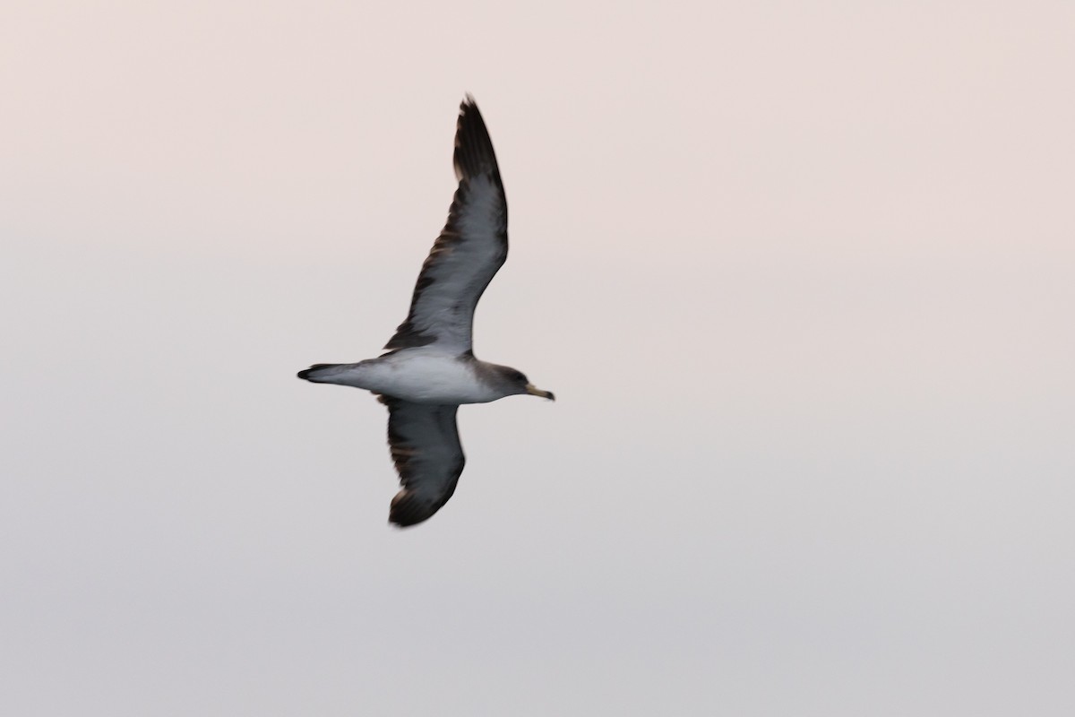 Cory's Shearwater - ML645240056