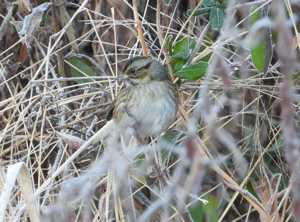 Bruant des marais - ML645240058