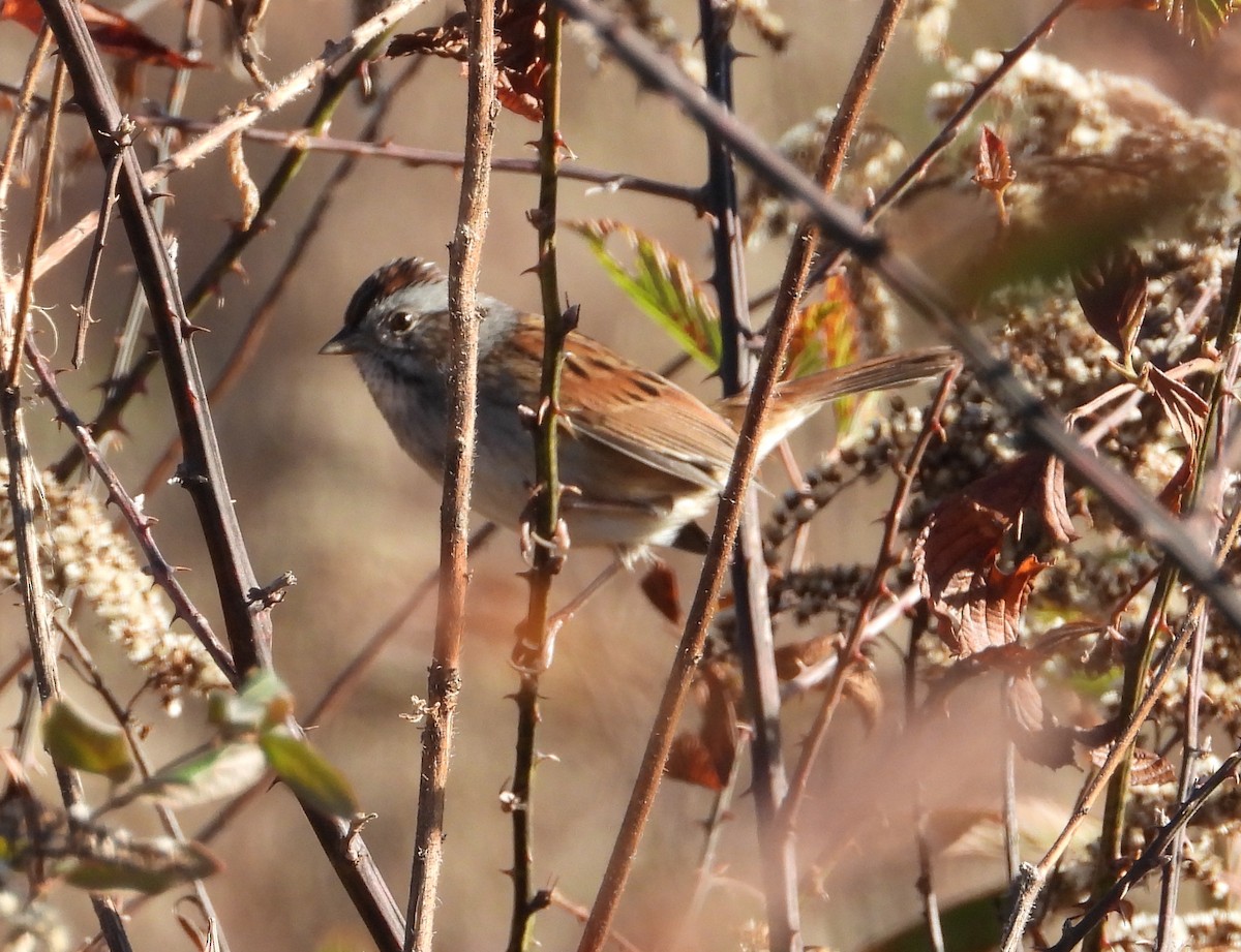 Bruant des marais - ML645240059