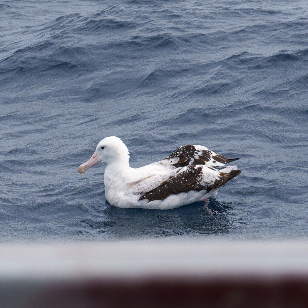 Snowy Albatross - ML645240065
