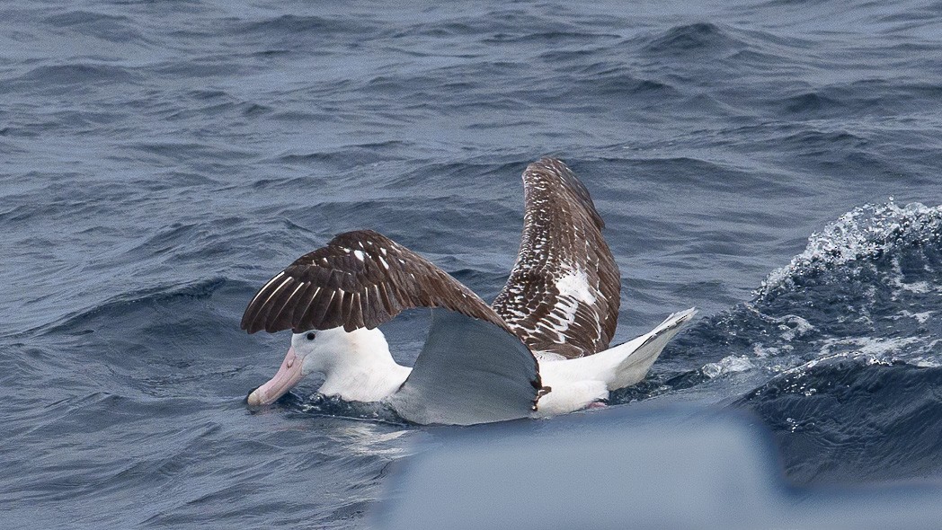 Snowy Albatross - ML645240068
