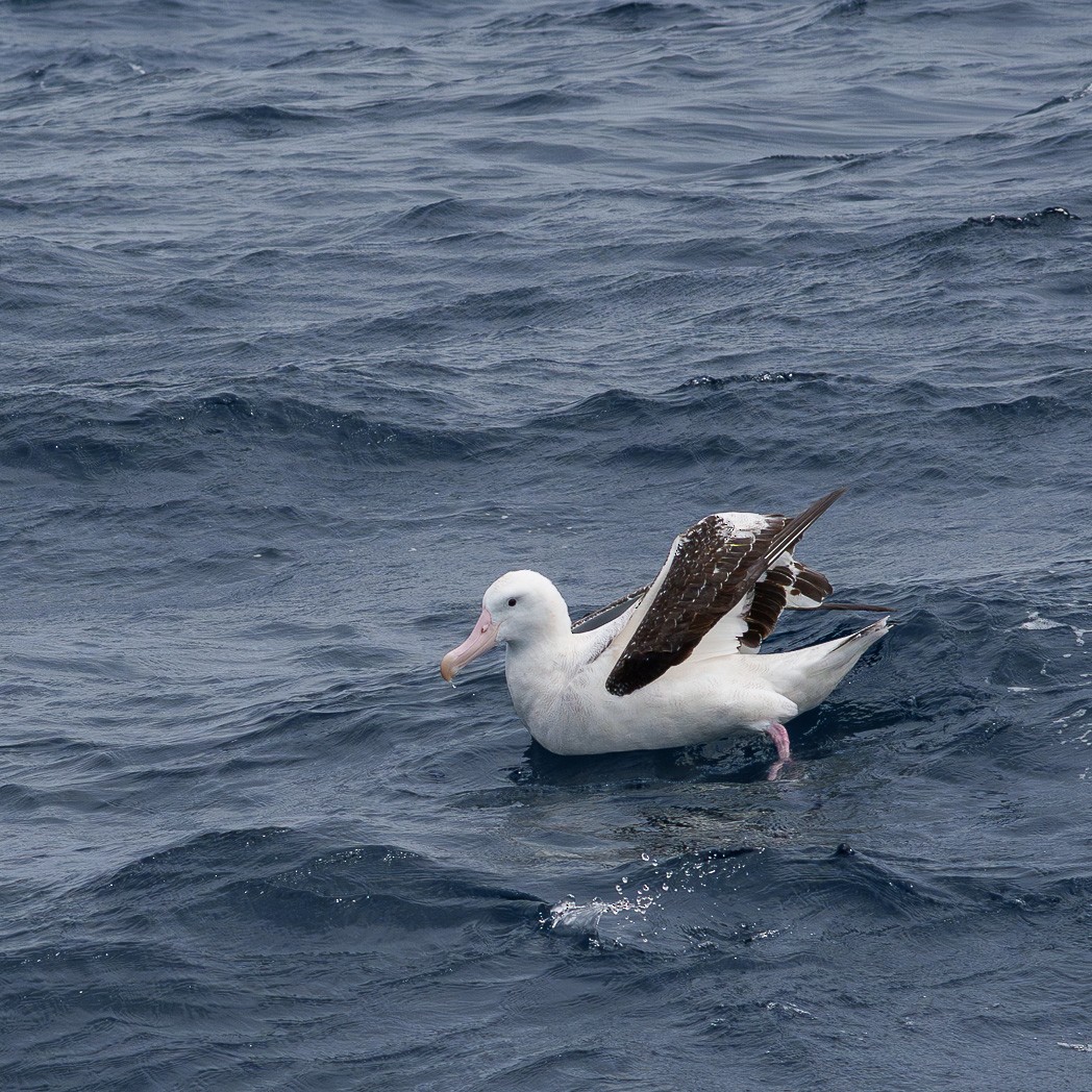 Snowy Albatross - ML645240069