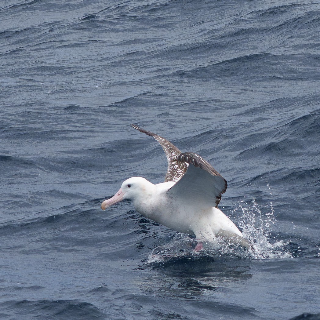 Snowy Albatross - ML645240070