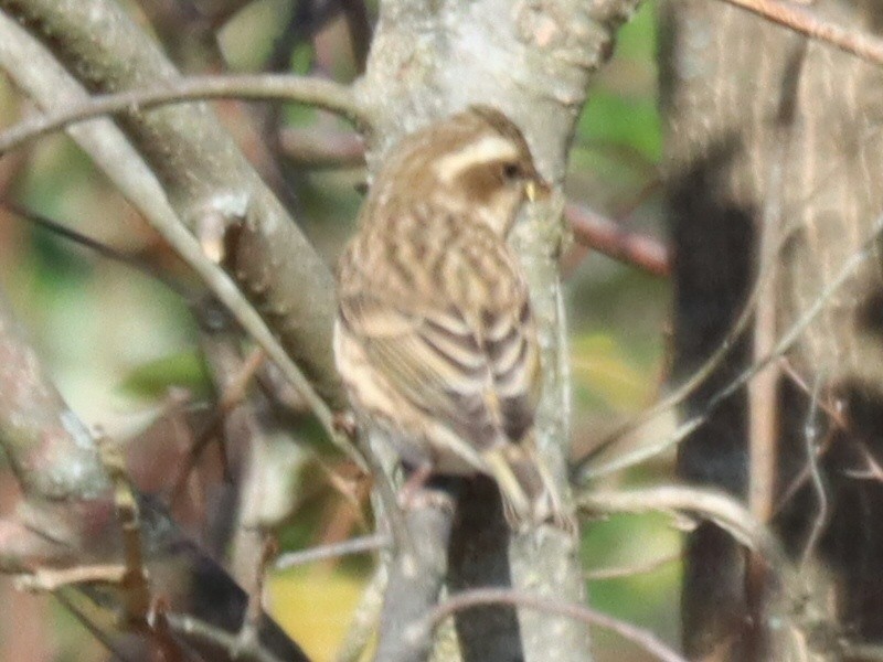 Чечевиця кармінова - ML645240078