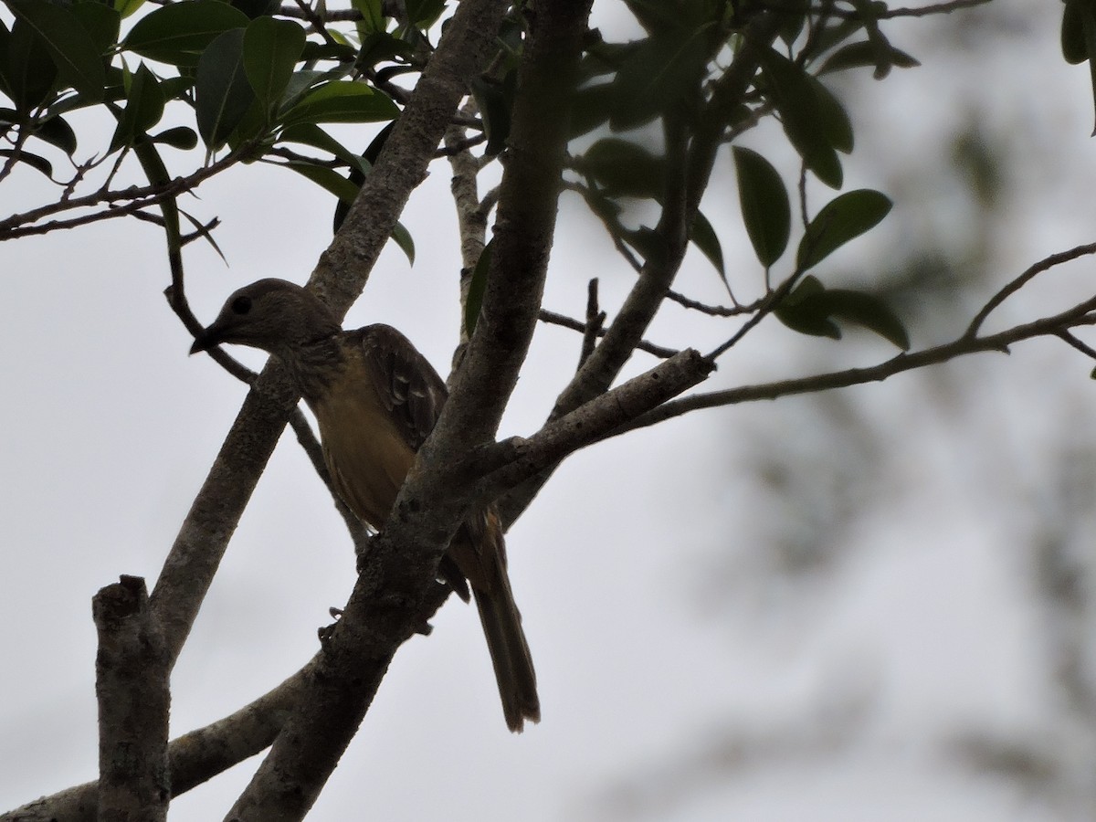 Fawn-breasted Bowerbird - ML645240079