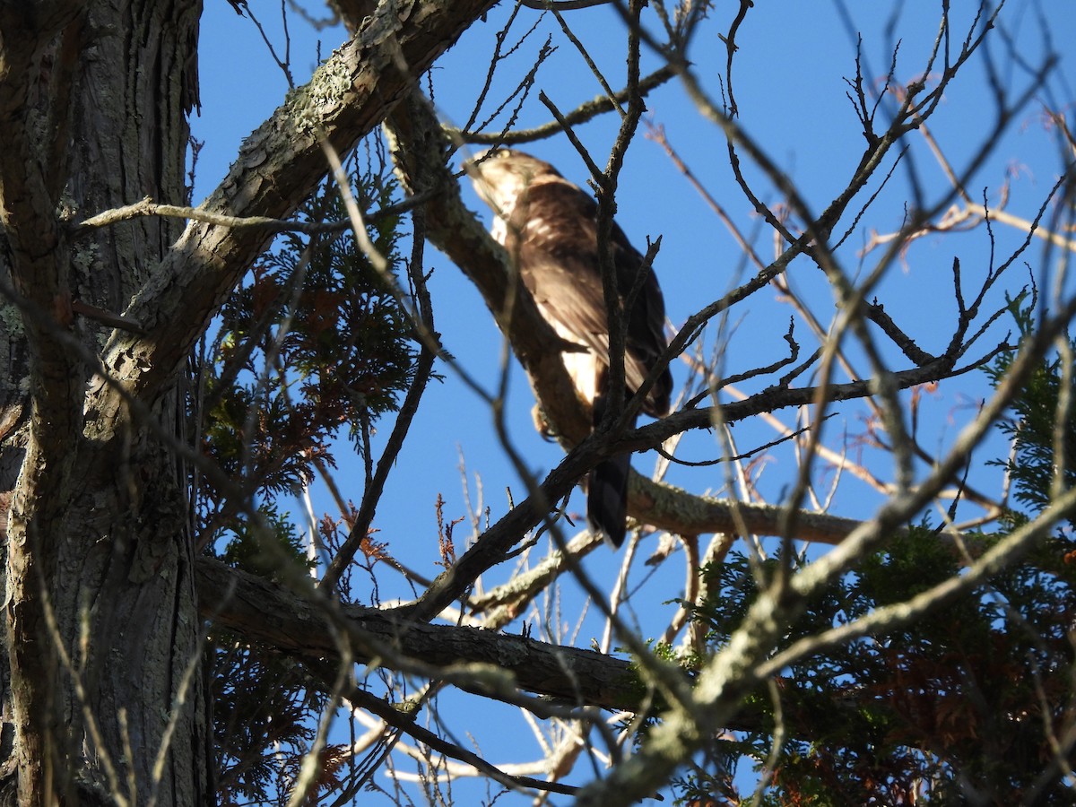 Cooper's Hawk - ML645240087