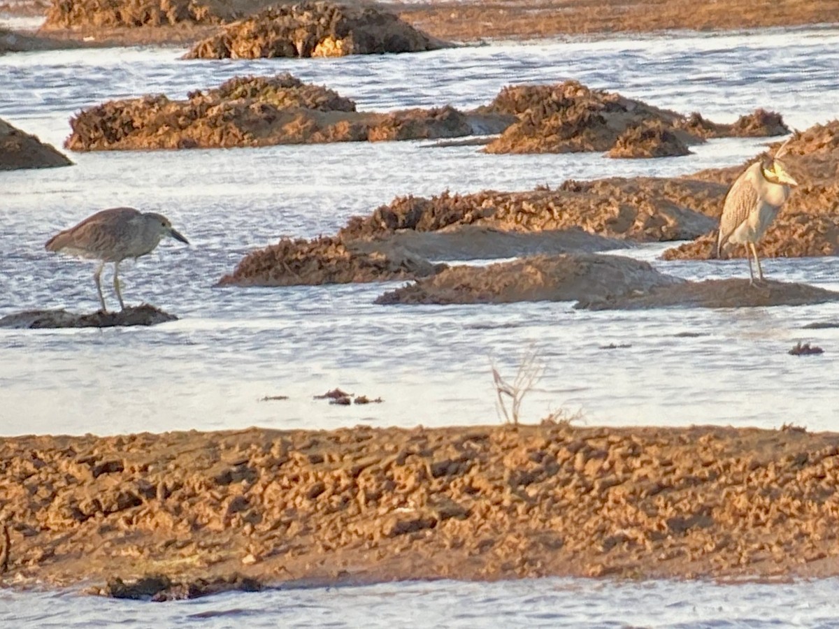 Квак чорногорлий - ML645240094