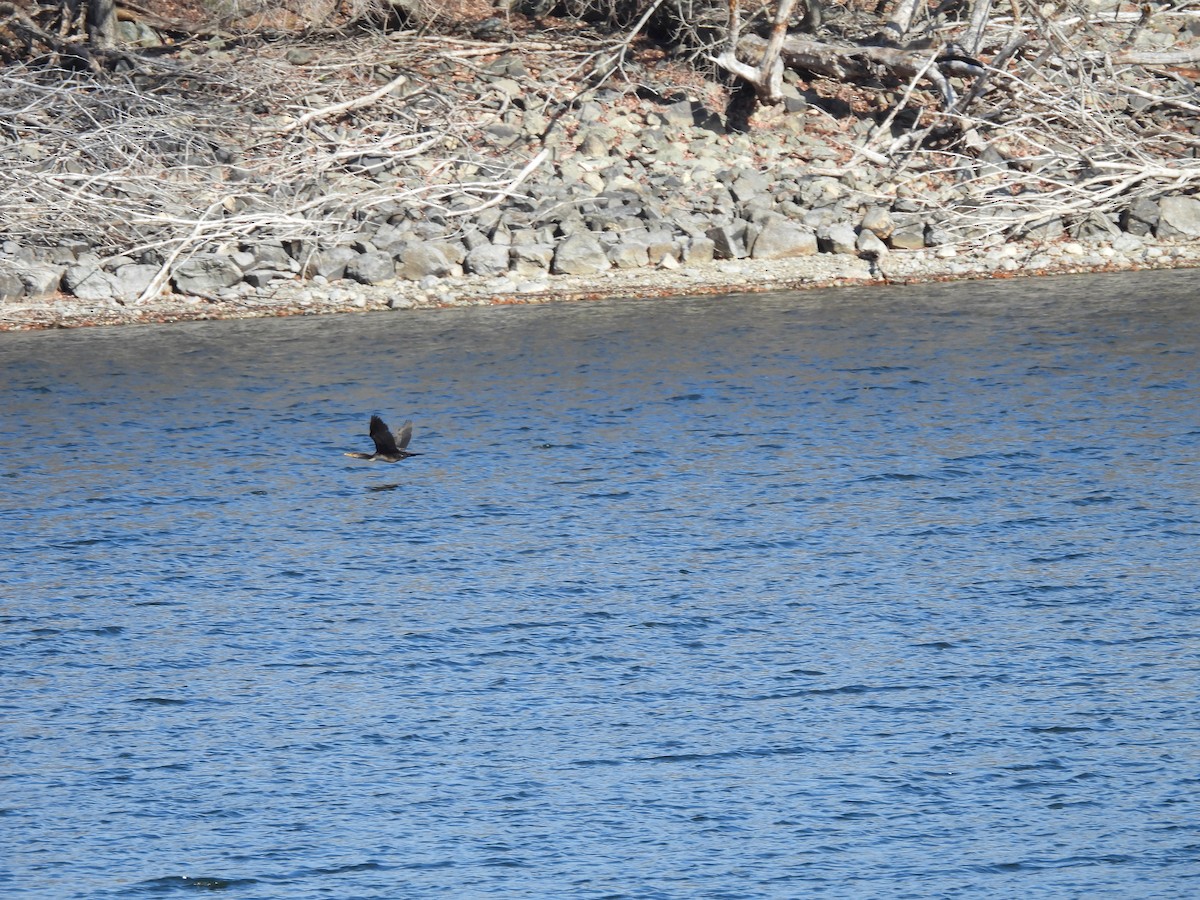 Cormorán Orejudo - ML645240095
