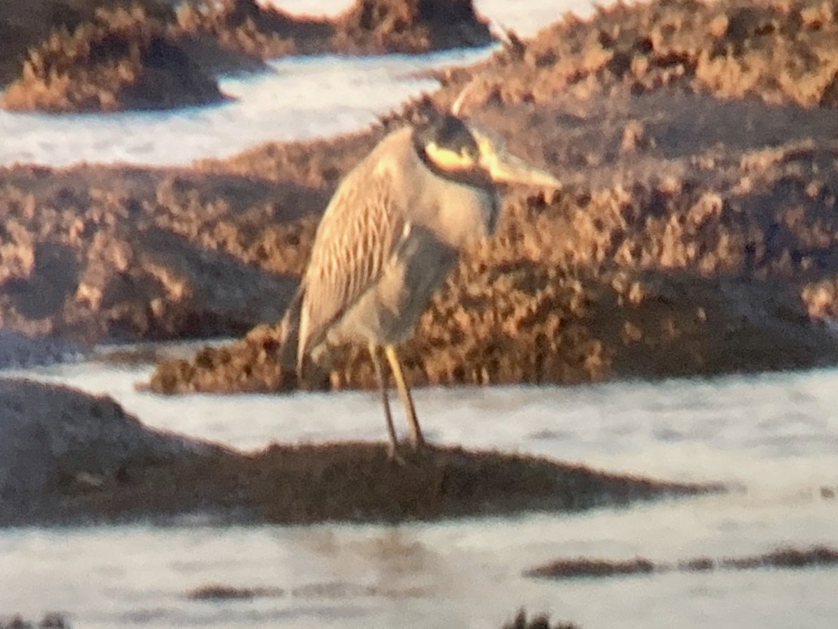 Квак чорногорлий - ML645240112