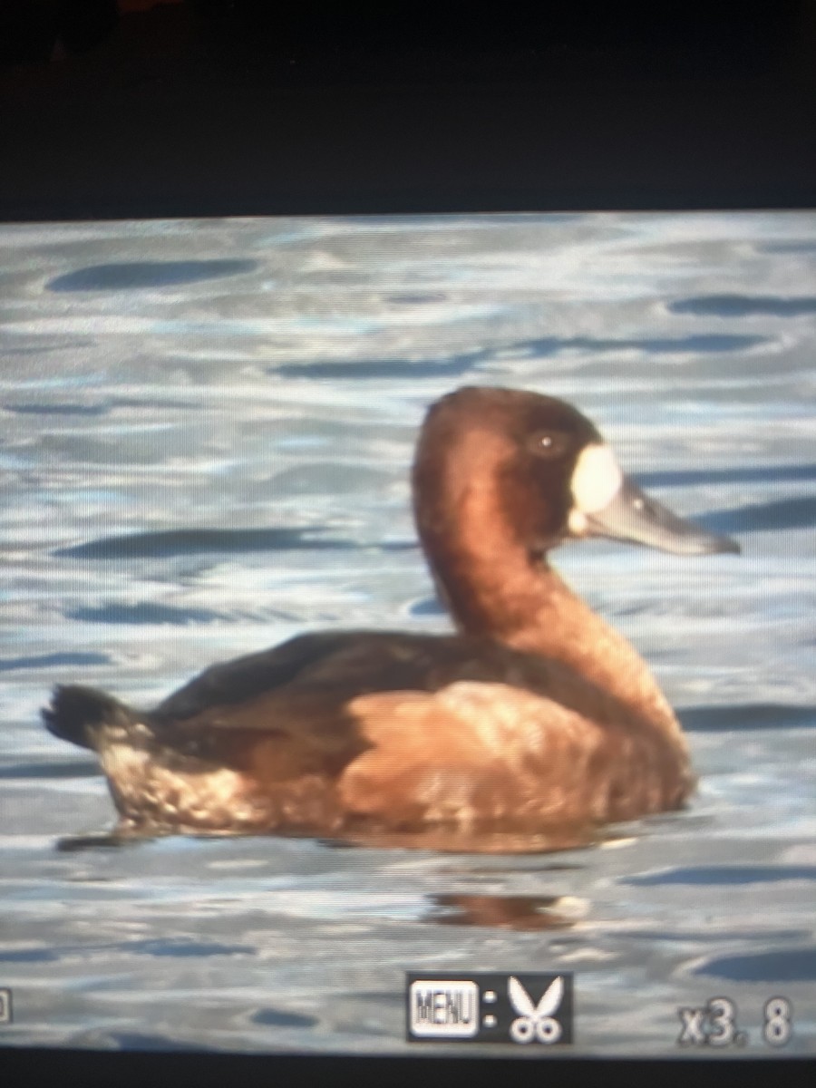 Lesser Scaup - ML645240137