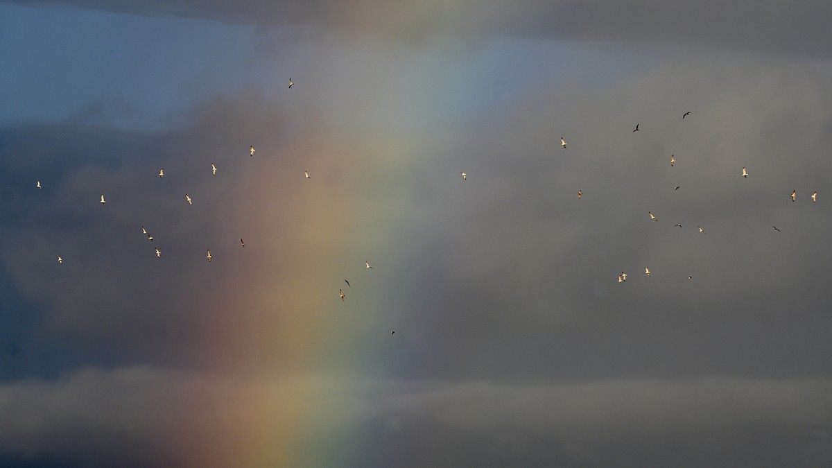 tanımsız Larinae sp. - ML645240148