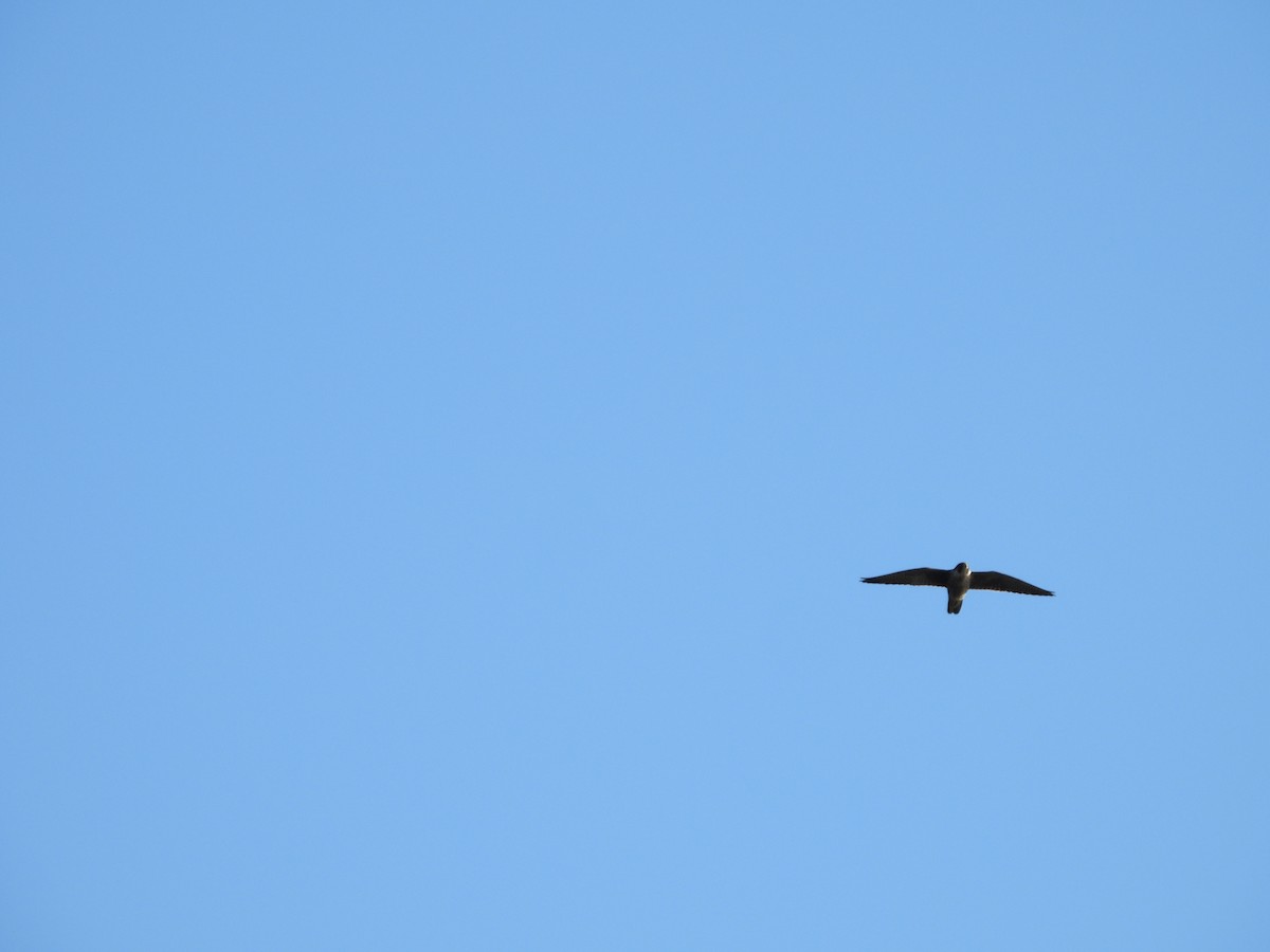 sokol stěhovavý - ML645240154