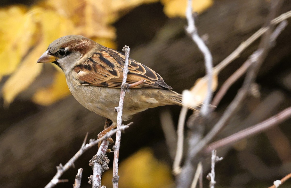 Gorrión Común - ML645240157