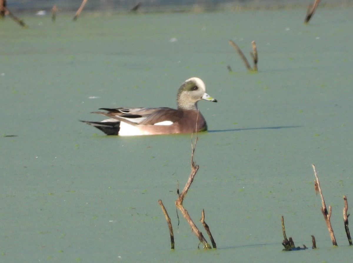 hvízdák americký - ML645240163