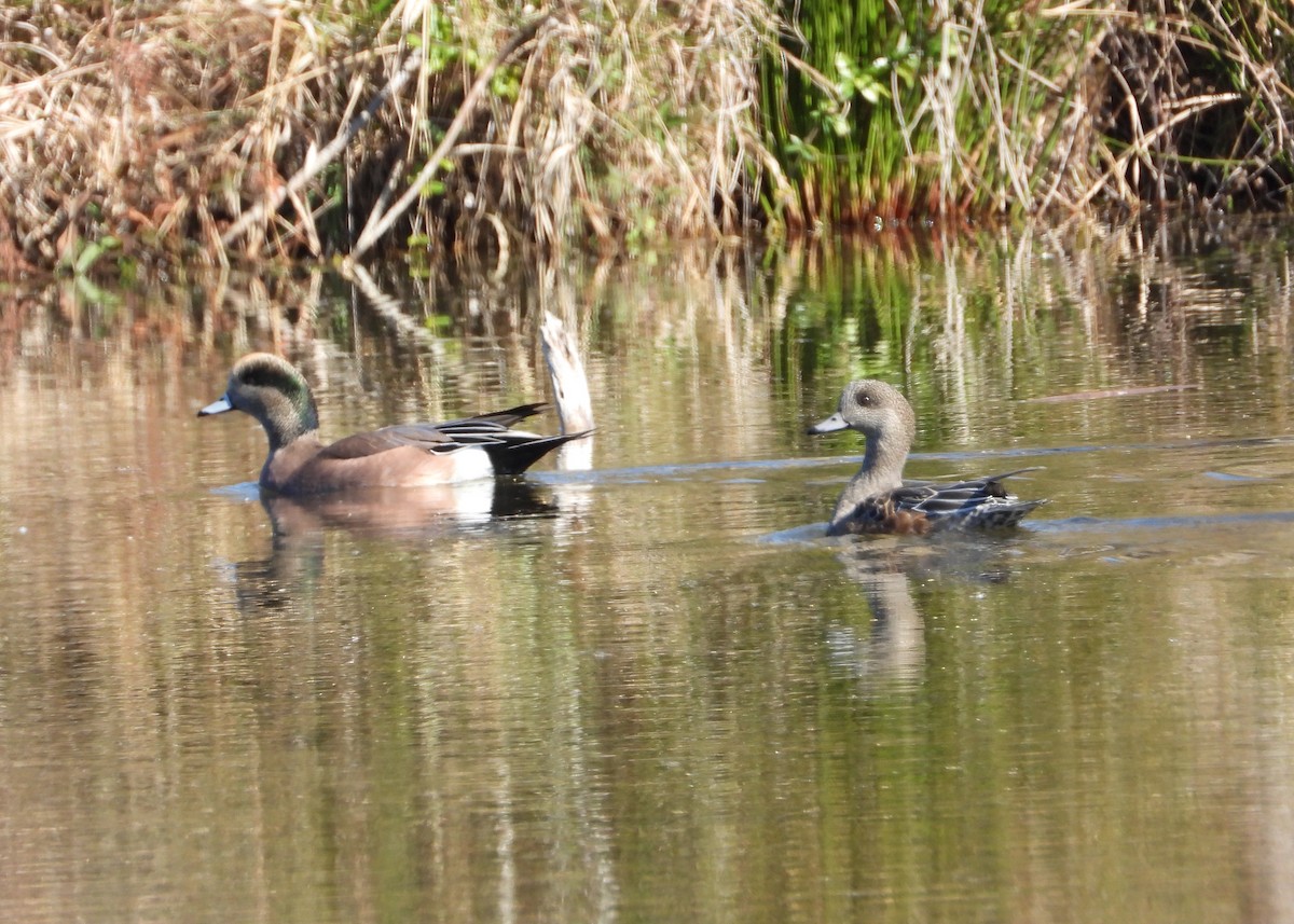 hvízdák americký - ML645240164