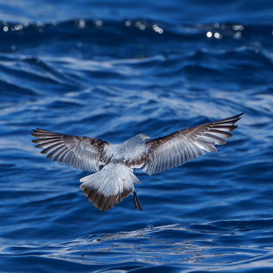 Fairy Prion - ML645240174