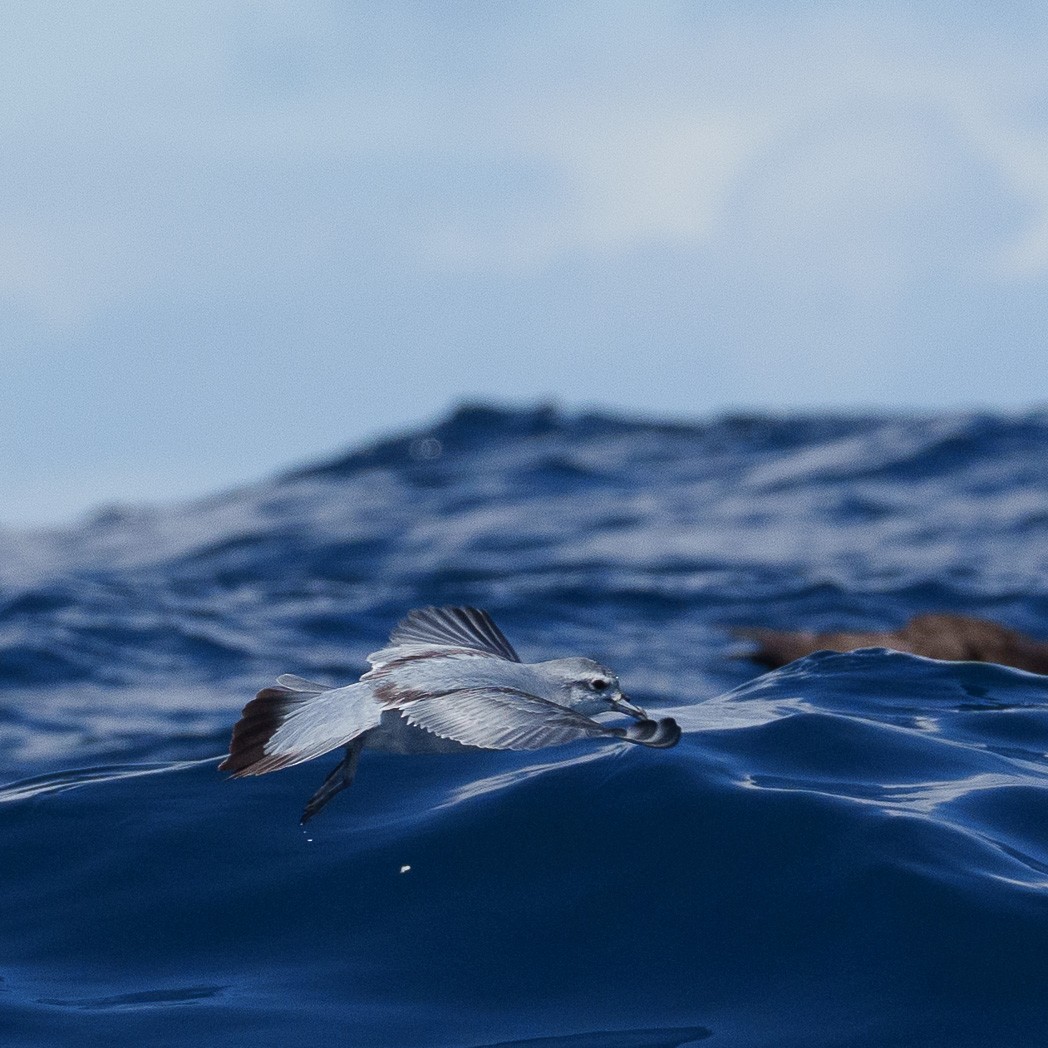 Fairy Prion - ML645240175